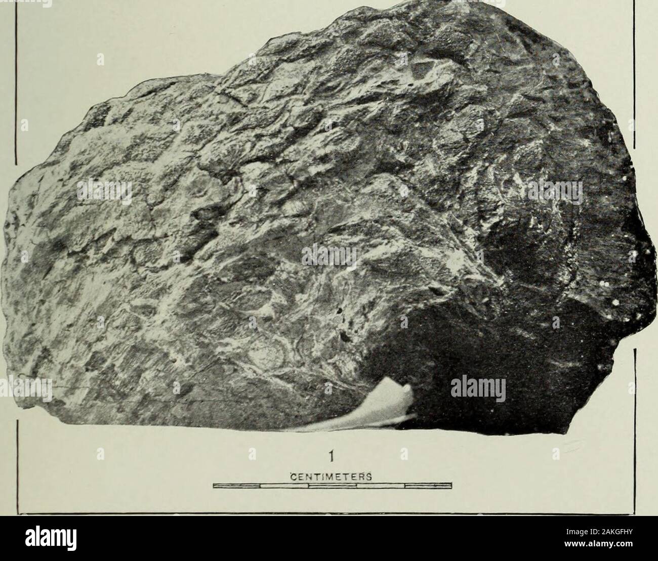Annual report of the United States Geological Survey to the Secretary of the Interior . CYCADELLA RE ED 11 FROM THE JURASSIC OF WYOMING UNIVEHSITY of ILLINOIS. PLATE LXXVI. PLATE LXXV1. Tage. Cycadella Reedii Ward ---- 393 Nd. •)()(). 10 of the Museum nl the University of Wyoming.FigB. 1 and 2. Views of the opposite broadest sides.542 U. S. GEOLOGICAL SURVEY TWENTIETH ANNUAL REPORT PART II PL. LXXVl Stock Photo