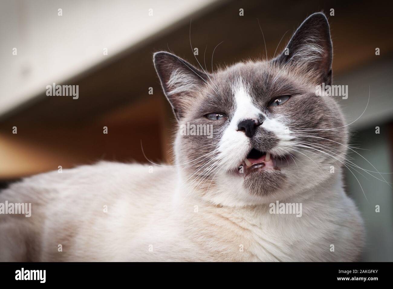 closeup of a grumpy, beautiful seal point hissing cat with blue narrowed eyes. he is very angry and his mouth is open. Stock Photo