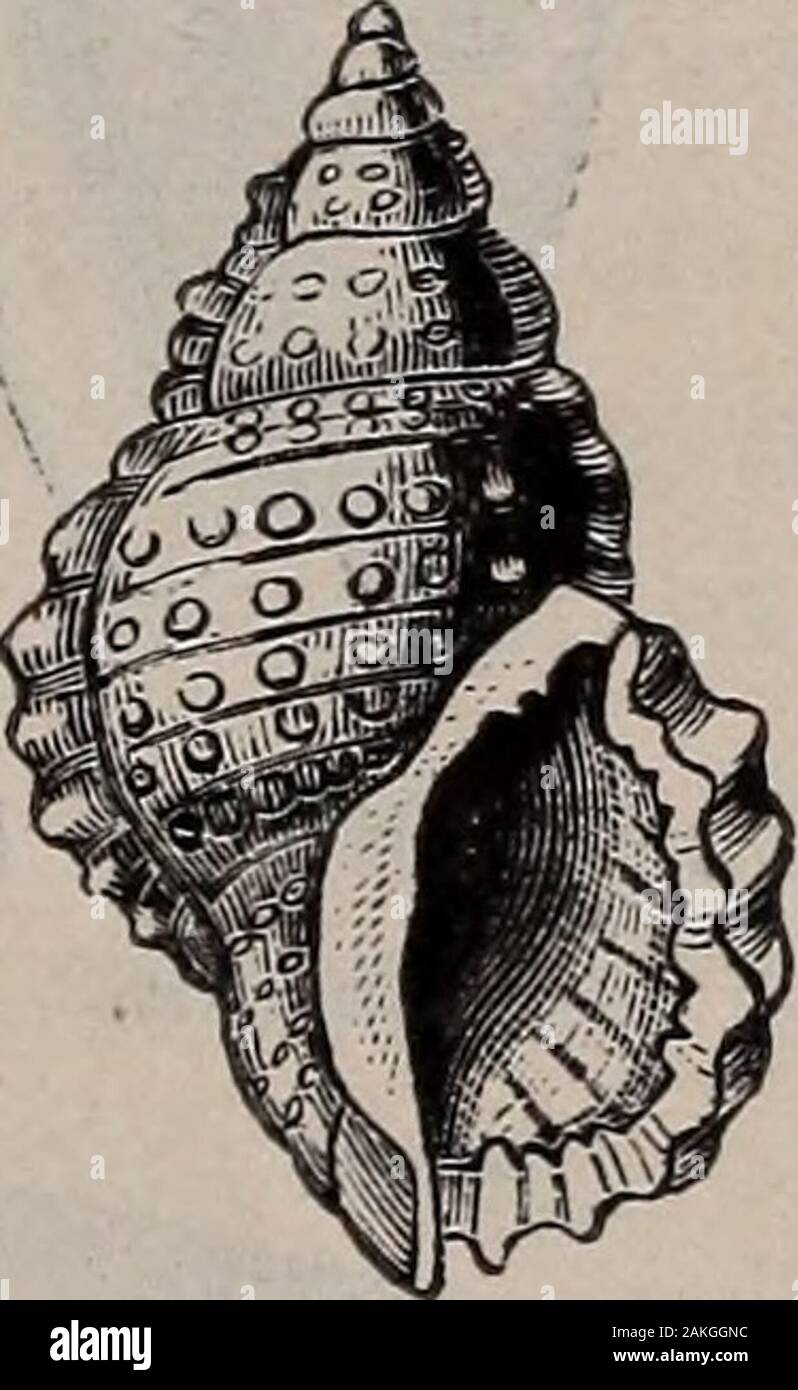 Natural history of animals; . Fig. 36S. — Tritonium. Coast Fig. 369. — Frog Shell, or Ranella.of New England. Reduced. Australia. Whelks. The Whelk is one of the most common of the Gas-tropods. Fig. 370 shows one species as it appears 214 MOLLUSKS: GASTROPODS. Stock Photo