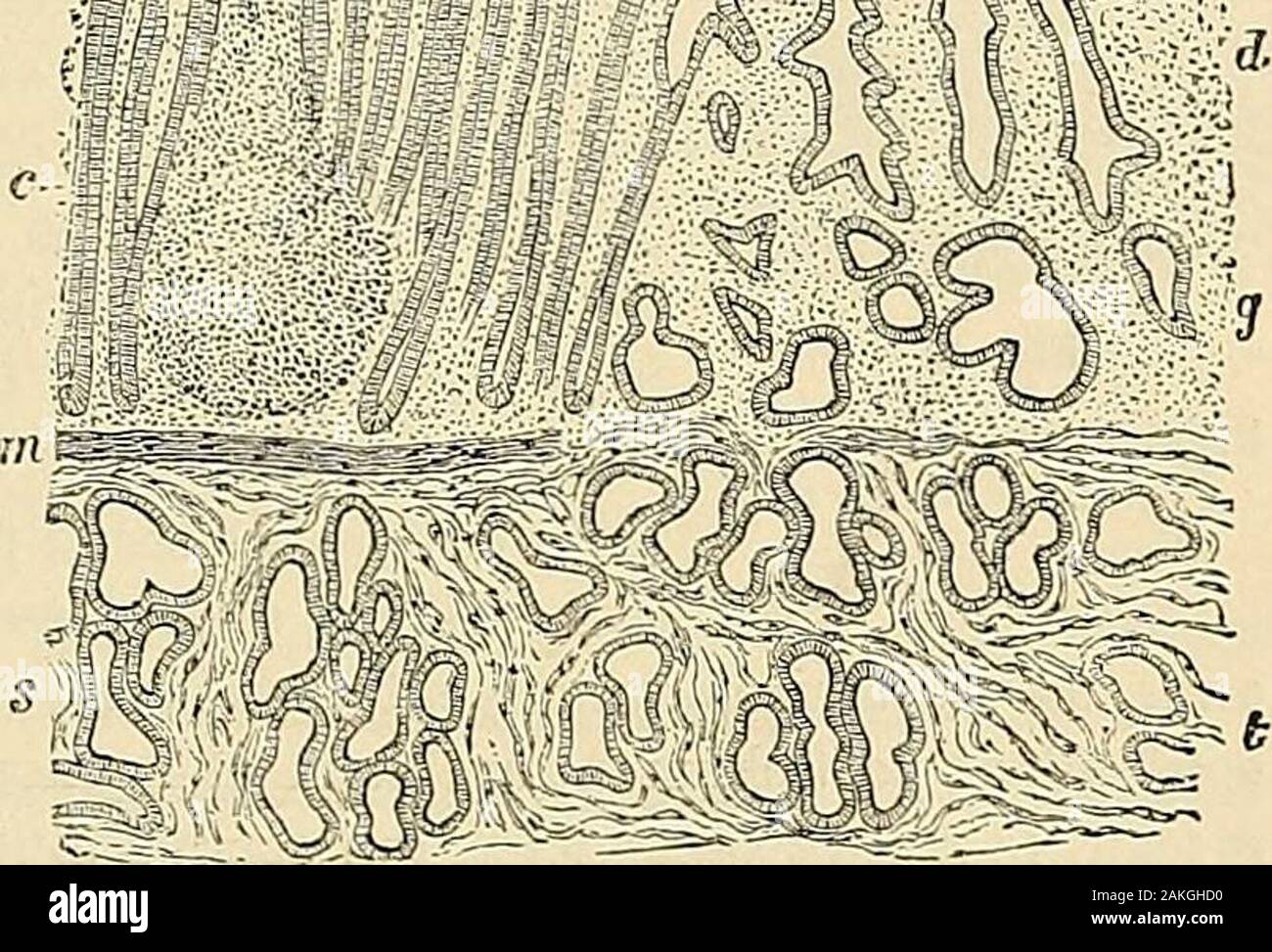 Traité d'anatomie humaine : anatomie descriptive, histologie, développement . fif^^nfi^. c. Derme ou chorion. — Lederme de la muqueuse est formédun tissu conjonctif relativementpeu abondant, car les glandesoccupent à peu près tout le volumede la muqueuse. Il prend en cer-tains points un aspect réticuléqui le rapproche du tissu lym-phoide : on peut même noter laprésence damas formés par cetissu réticulé, amas qui soulèventla muqueuse et constituent desfollicules clos semblables à ceuxde lintestin : cest dans la ré-gion pylorique et surtout chezles jeunes sujets, quexistent cesamas lymphoïdes (f Stock Photo