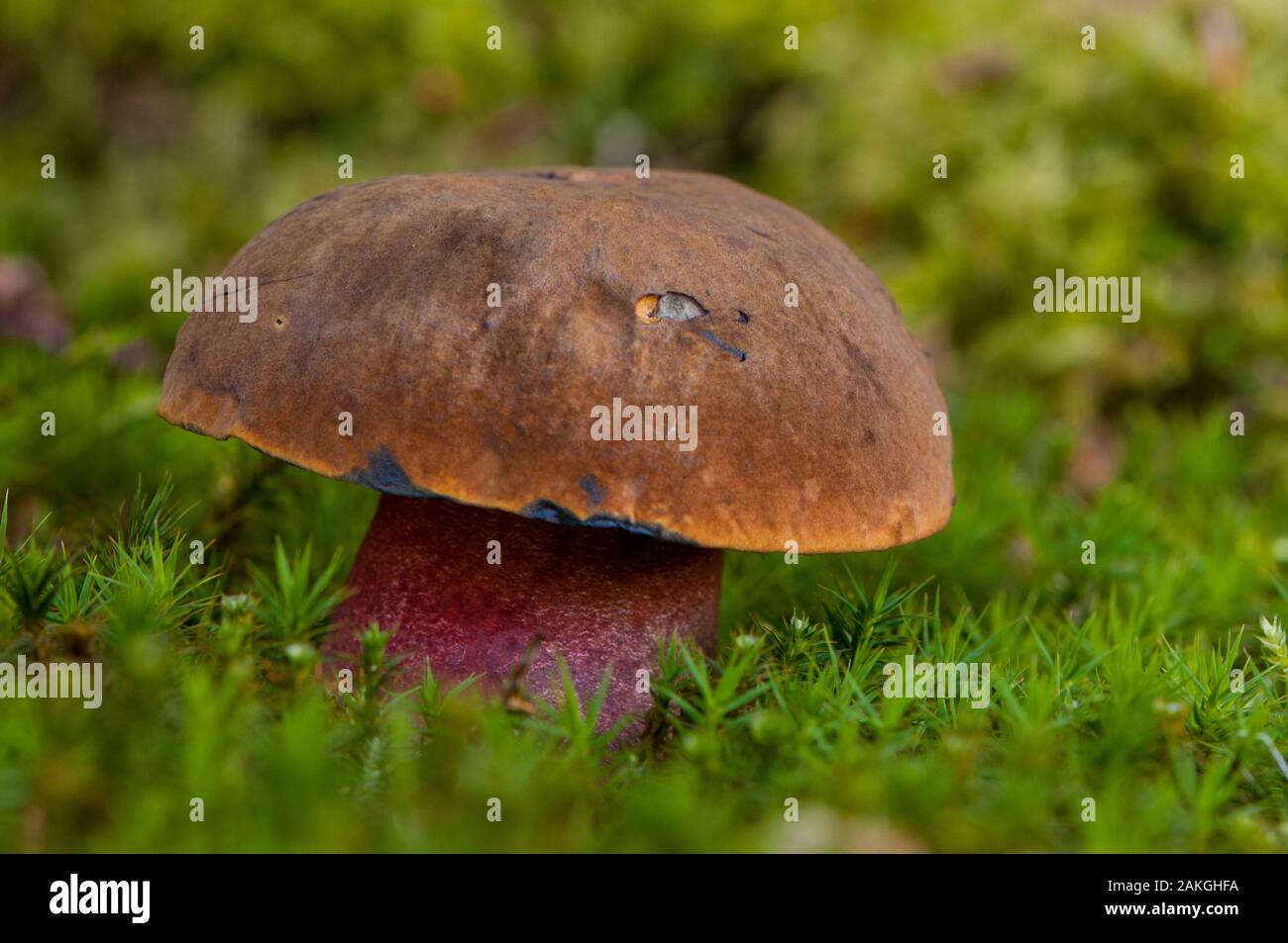 France, Somme (80), Crécy Forest, Crécy-en-Ponthieu, red footed boletus (Boletus erythropus) Stock Photo