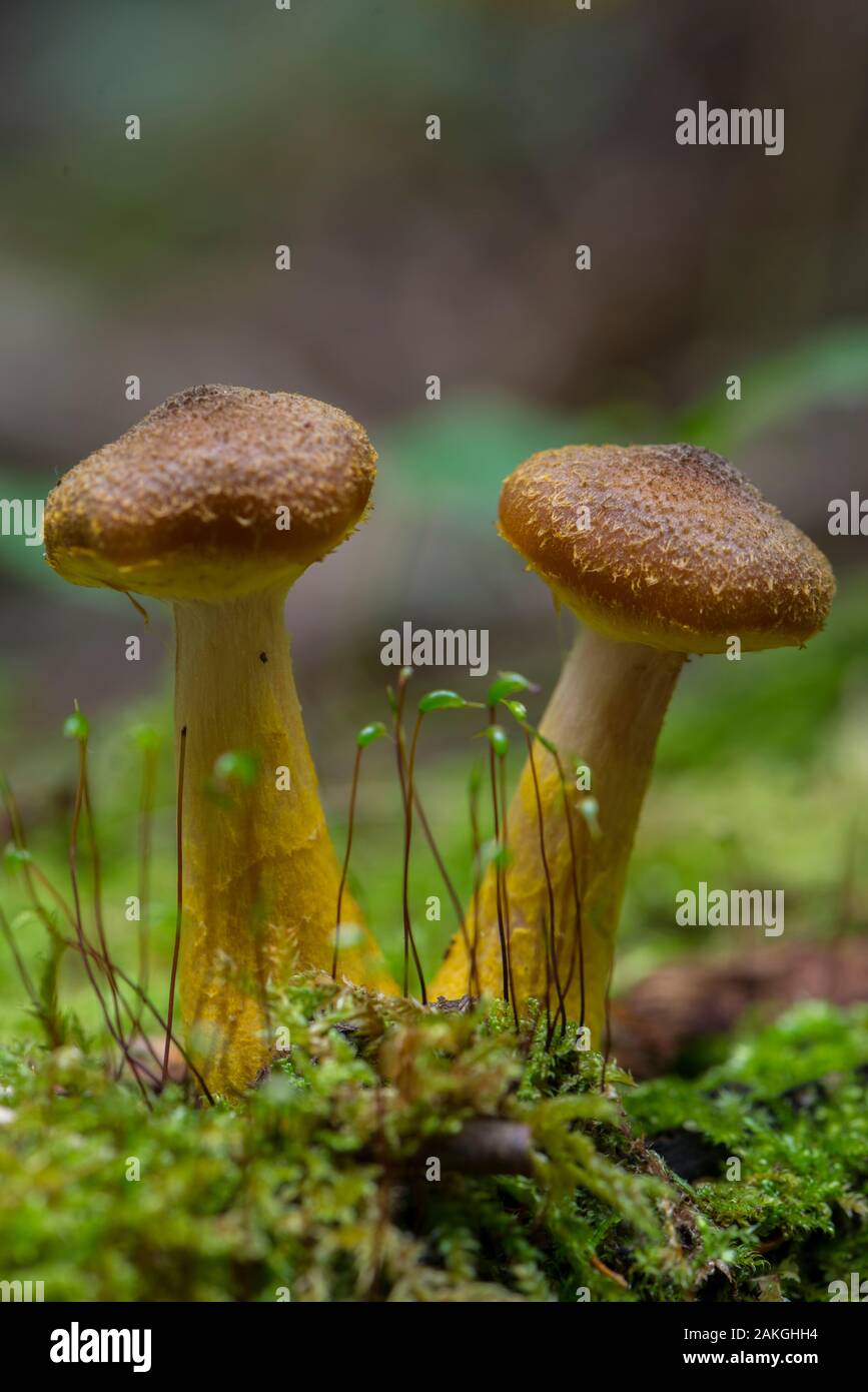 France, Somme (80), Crécy Forest, Crécy-en-Ponthieu, Armillaria gallica,Armillaria bulbosa, Armillaria lutea Stock Photo