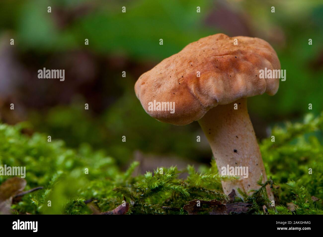 France, Somme (80), Crécy Forest, Crécy-en-Ponthieu, Hydnum rufescens Stock Photo
