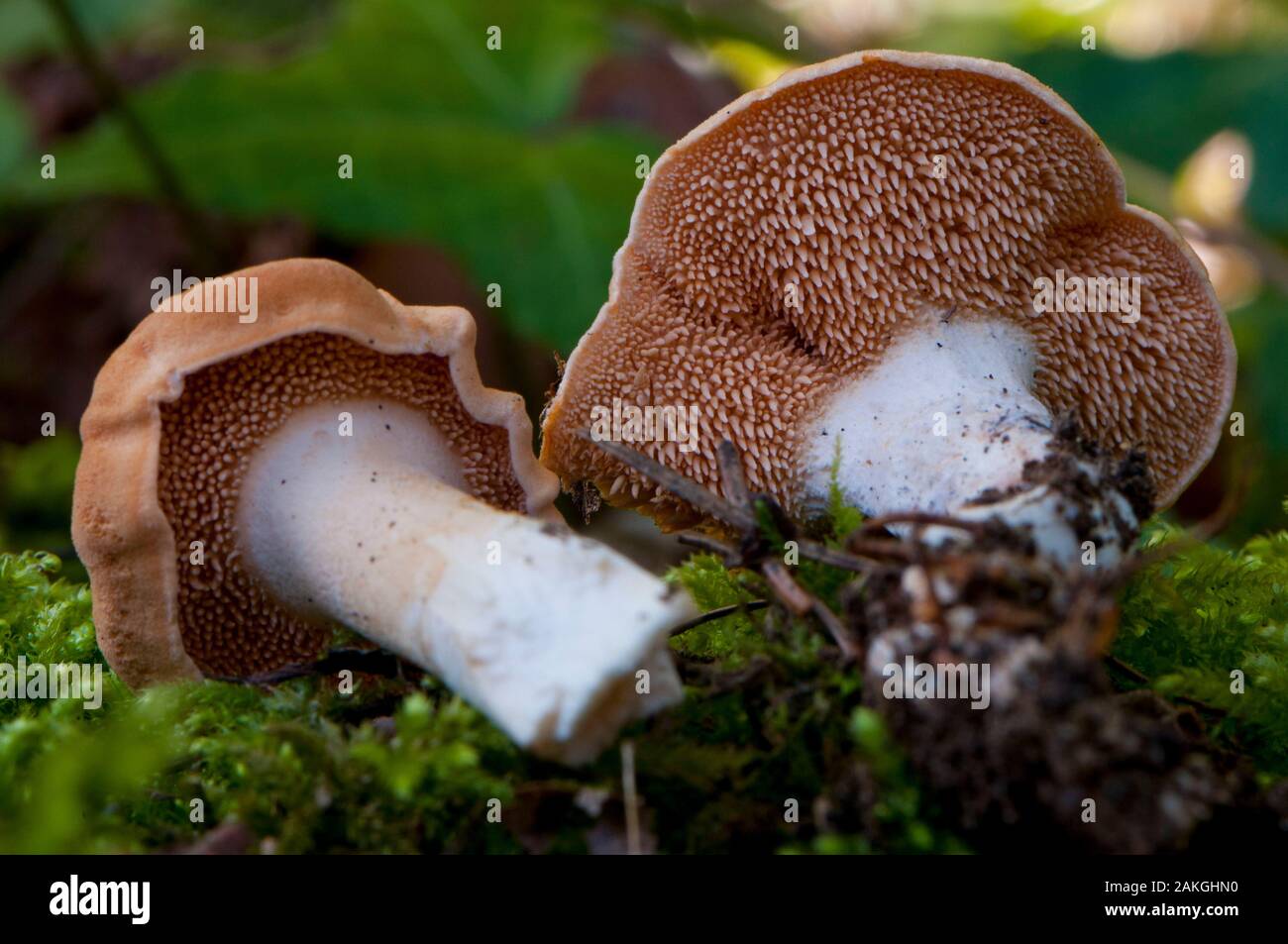 France, Somme (80), Crécy Forest, Crécy-en-Ponthieu, Hydnum rufescens Stock Photo