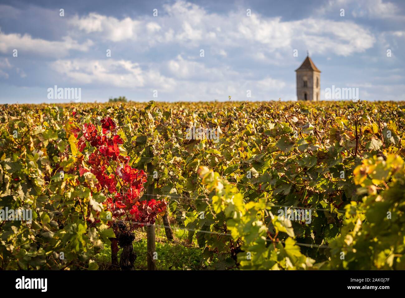 France, Gironde, Montagne, the vineyard in appellation Montagne Saint-Emilion in the foreground and the Saint-Georges de Montagne church Stock Photo