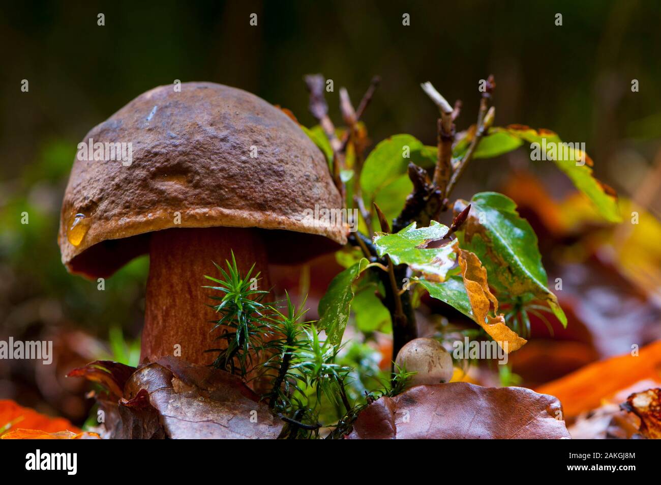 France, Somme (80), Crécy Forest, Crécy-en-Ponthieu, red footed boletus (Boletus erythropus) Stock Photo