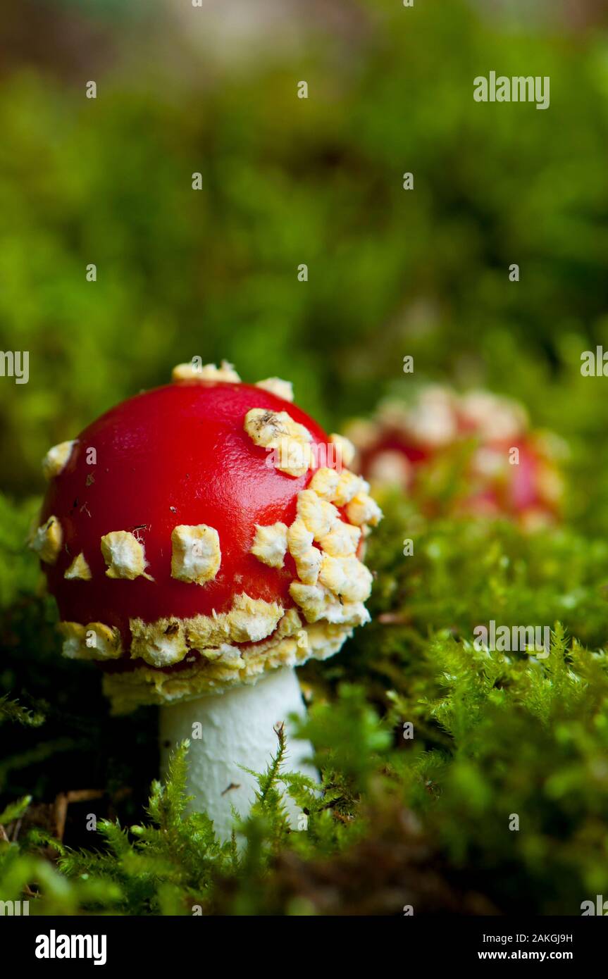 France, Somme (80), Crécy Forest, Crécy-en-Ponthieu,Amanita muscaria Stock Photo