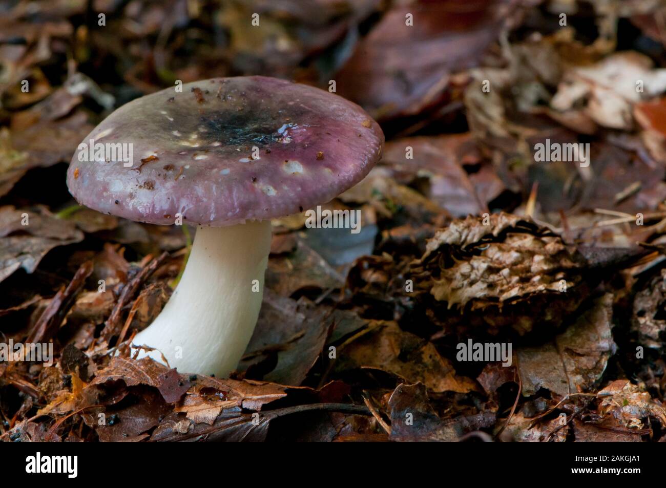 France, Somme (80), Crécy Forest, Crécy-en-Ponthieu, Russula fragilis Stock Photo