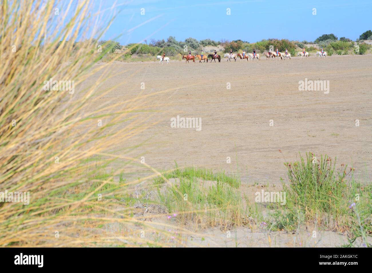 France, Gard, Petite Camargue, Le Grau-du-Roi, Plage de l'Espiguette, horse riding in the dunes Stock Photo