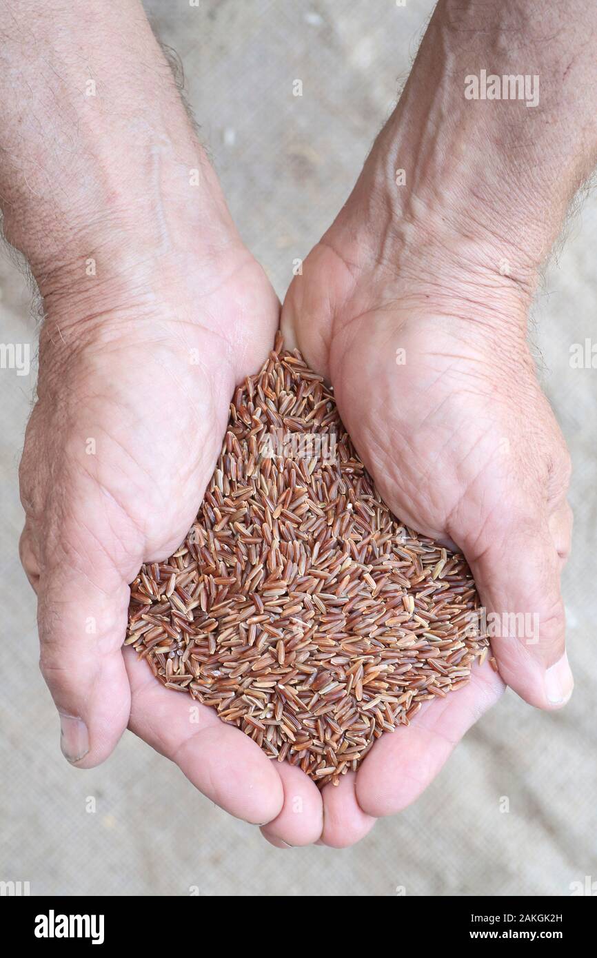 France, Gard, Petite Camargue, Saint-Gilles, Canard des Rizieres, organic Camargue rice (organic red wholemeal organic rice) Stock Photo