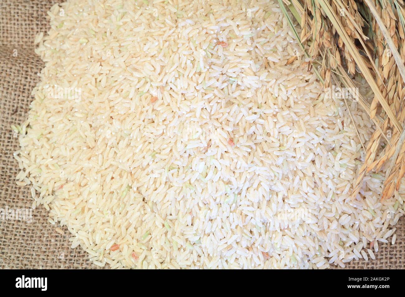 France, Gard, Petite Camargue, Saint-Gilles, Canard des Rizieres, organic Camargue rice (semi-complete long organic rice) Stock Photo