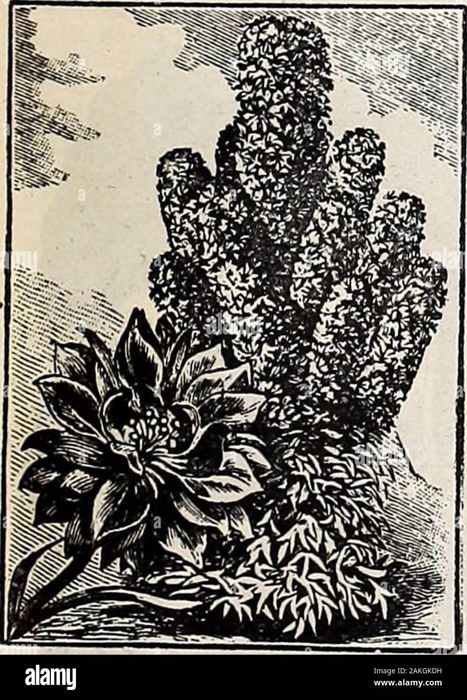 Hastings' seeds : spring 1912 catalogue . but blooms earlier and more freely than the double sorts. Packet 10 cents. Cactus Dahlias—The new strain is very popular wherever grown, being especially valuable forcut-flower work. Petals of the large flowers are beautifully pointed and the range ol coloringis remarkably satisfactory. Mixed colors. Packet, 15 cents; 2 for 25 cents. Kf*llrkl^arinOr California Poppy—One of-I^8»«JllS&gt;t,il01lZ,ia0ur most popular flowers for beddi.ig in the South. Sow as early in the spring as ground canbe worked, scattering seed thinly over the surface and rak-ing in Stock Photo