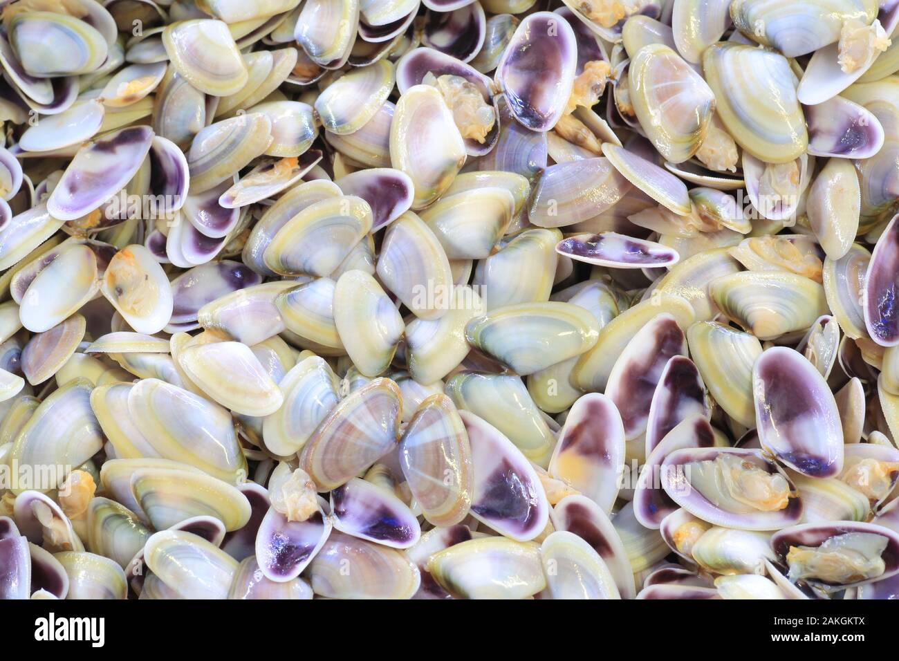 Mussel Shell Beads  Historic Jamestowne