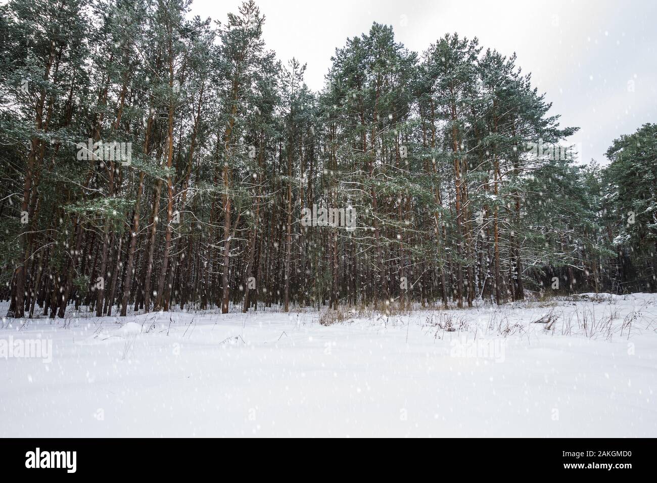 Landscape of winter pine forest covered with frost at mainly cloudly ...