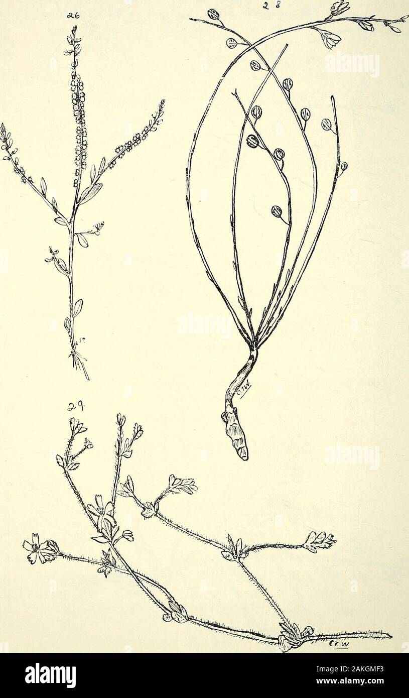 Comprehensive catalogue of Queensland plants, both indigenous and naturalisedTo which are added, where known, the aboriginal and other vernacular names; with numerous illustrations, and copious notes on the properties, features, &c., of the plants . 40 XIV. POLYGALE^.—XV. FRANKENIACE^.. 26. Salomonia oblongifolia, DC. 28. CoMESPERMA SPH^EROCARPUM, SteetS. 29. Frankenia pauciflora, DC, var. serpyllifolia, Benth. XIV. POLYGALE.E.—XV FRANKENIACE/E,XVI. CARYOPHYLLKE. 47 Stock Photo