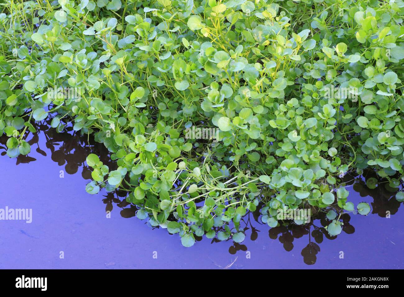 France, Oise, Bresles, watercress, watercress (Nasturtium officinale) Stock Photo