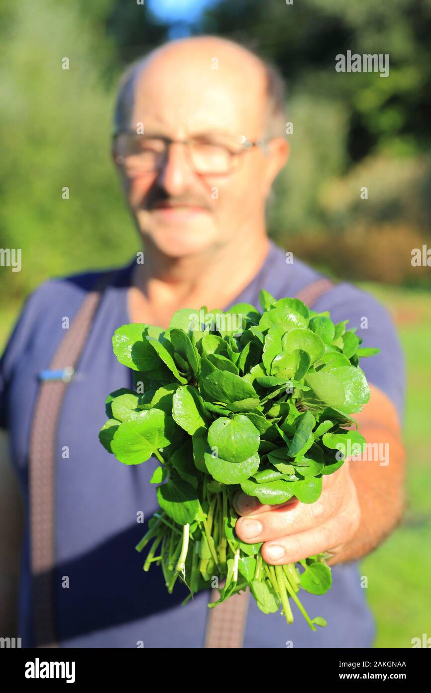 France, Oise, Bresles, cressonniere, Jose Lenzi, watercress producer (Nasturtium officinale) or watercress grower Stock Photo