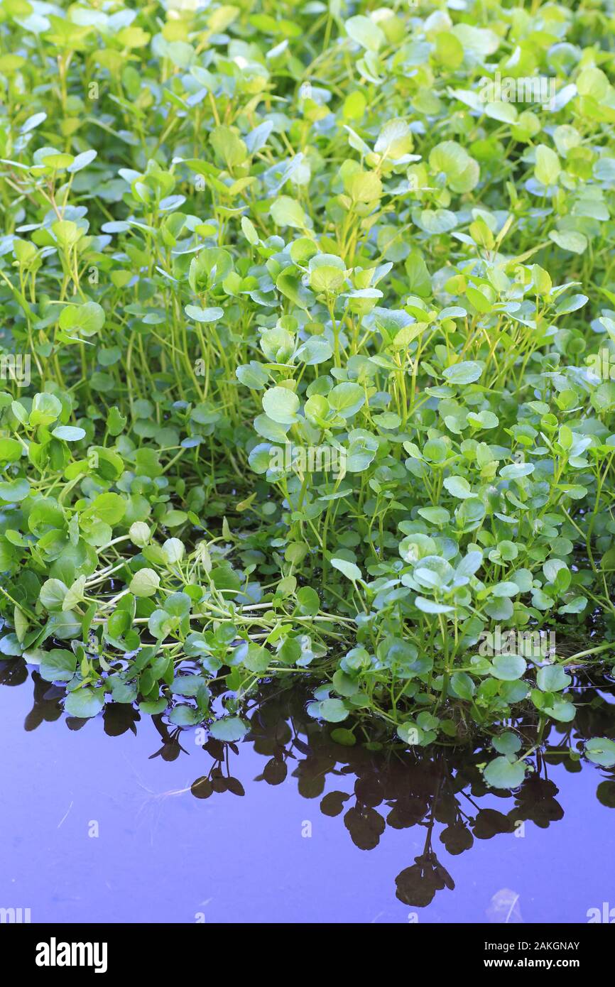 France, Oise, Bresles, watercress, watercress (Nasturtium officinale) Stock Photo