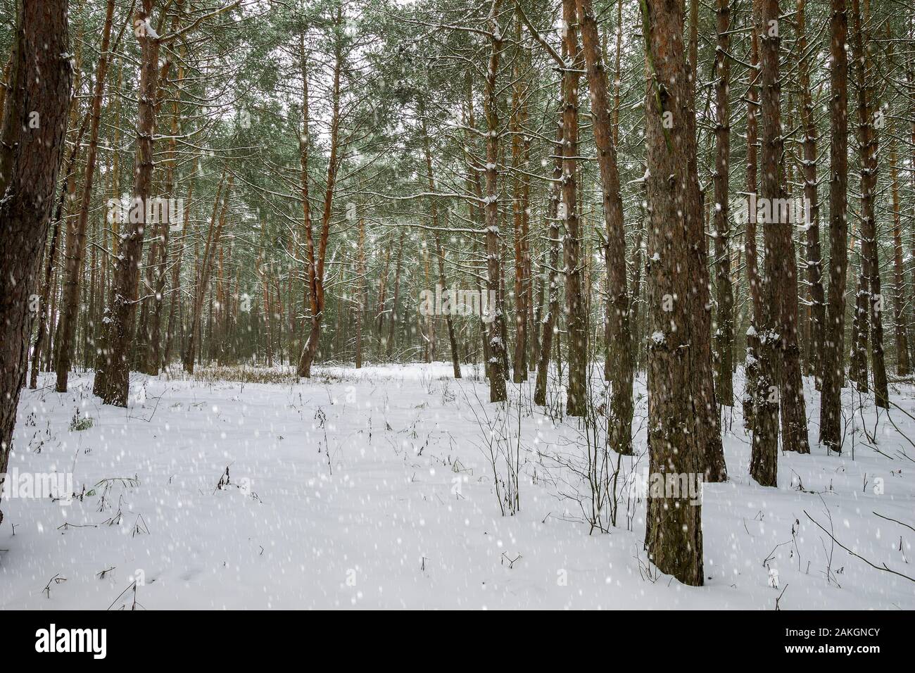 Landscape of winter pine forest covered with frost at mainly cloudly ...