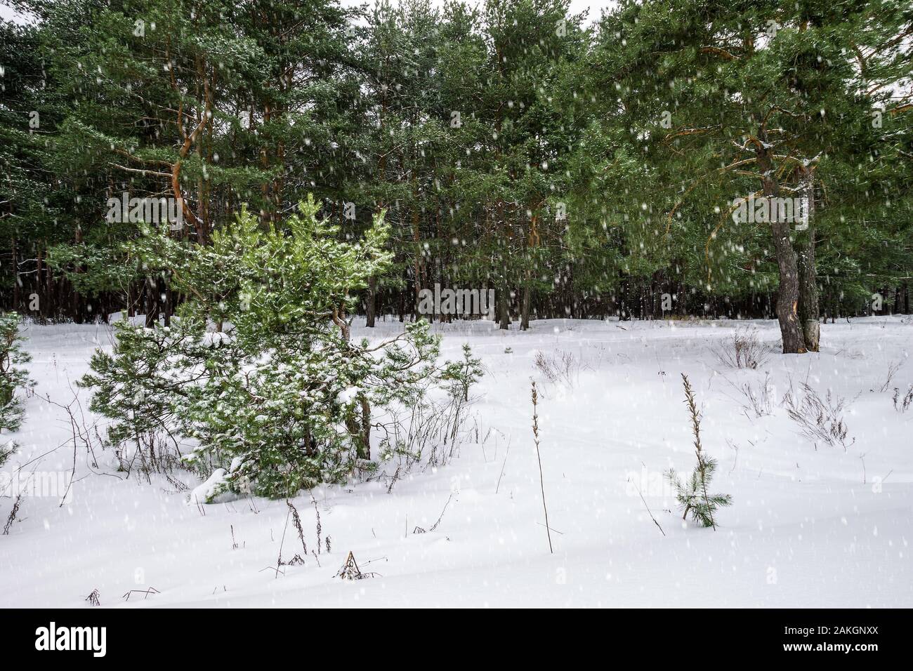 Landscape of winter pine forest covered with frost at mainly cloudly ...
