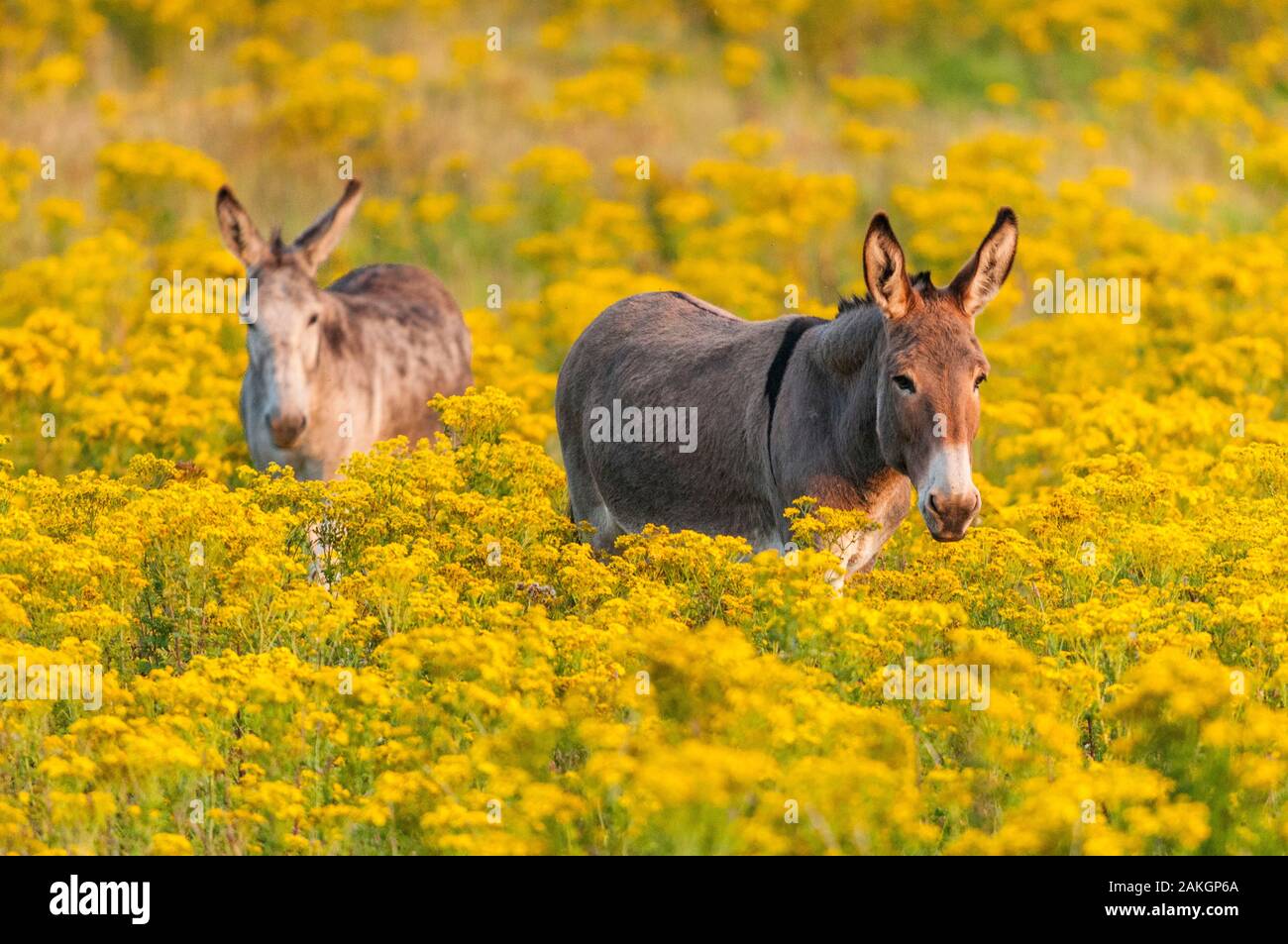 France, Somme, Brighton, donkeys grazing in a meadow covered with Jacob's groundsel, poisonous