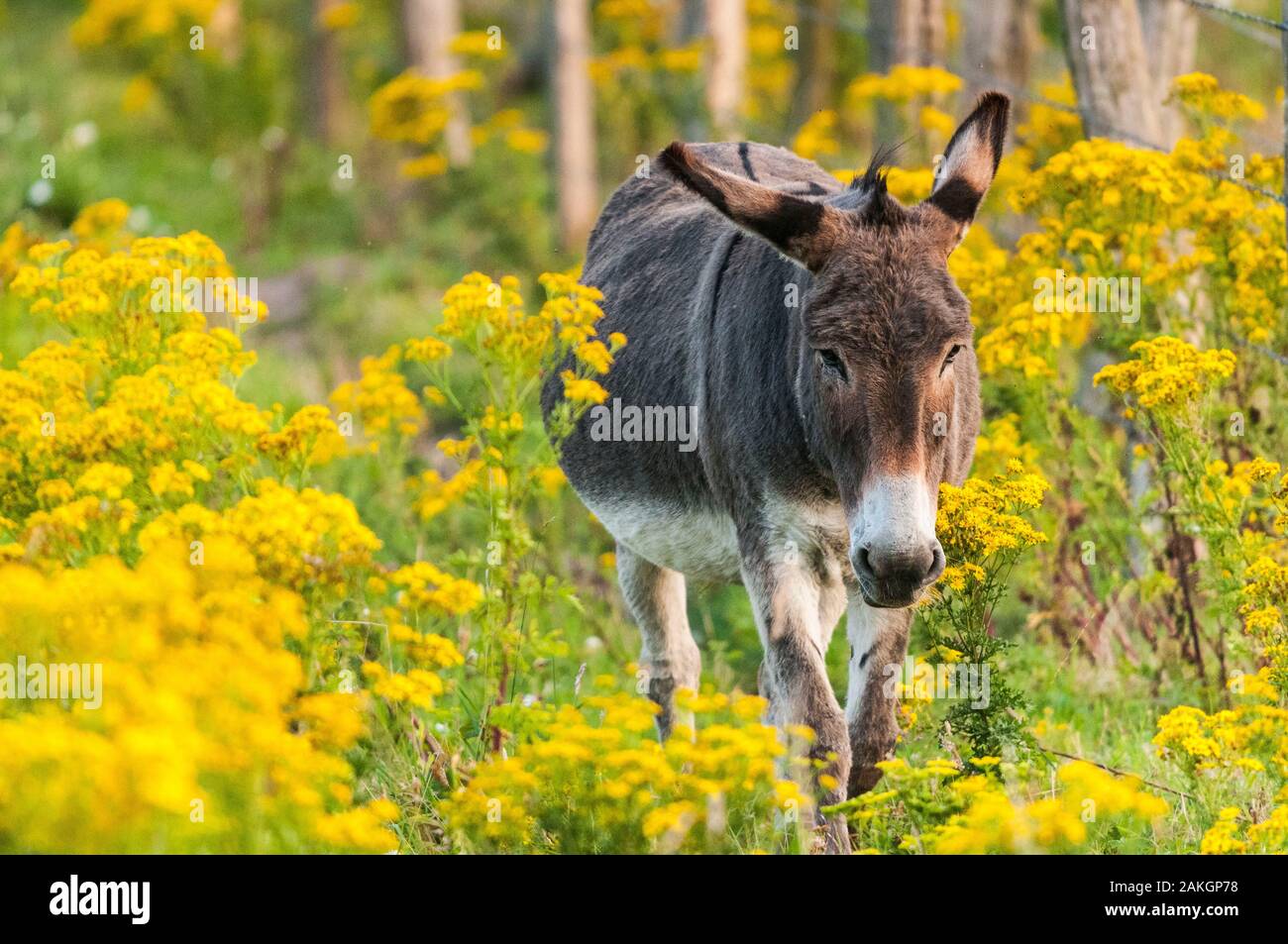 France, Somme, Brighton, donkeys grazing in a meadow covered with Jacob's groundsel, poisonous