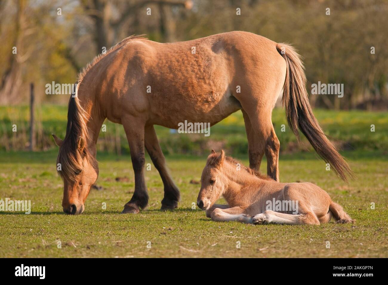 France, Somme, Baie de Somme, Saint-Quentin-en-Tourmont, Henson mare and foal in marsh, this breed was created in the Bay of Somme for equestrian walk and eco-grazing Stock Photo