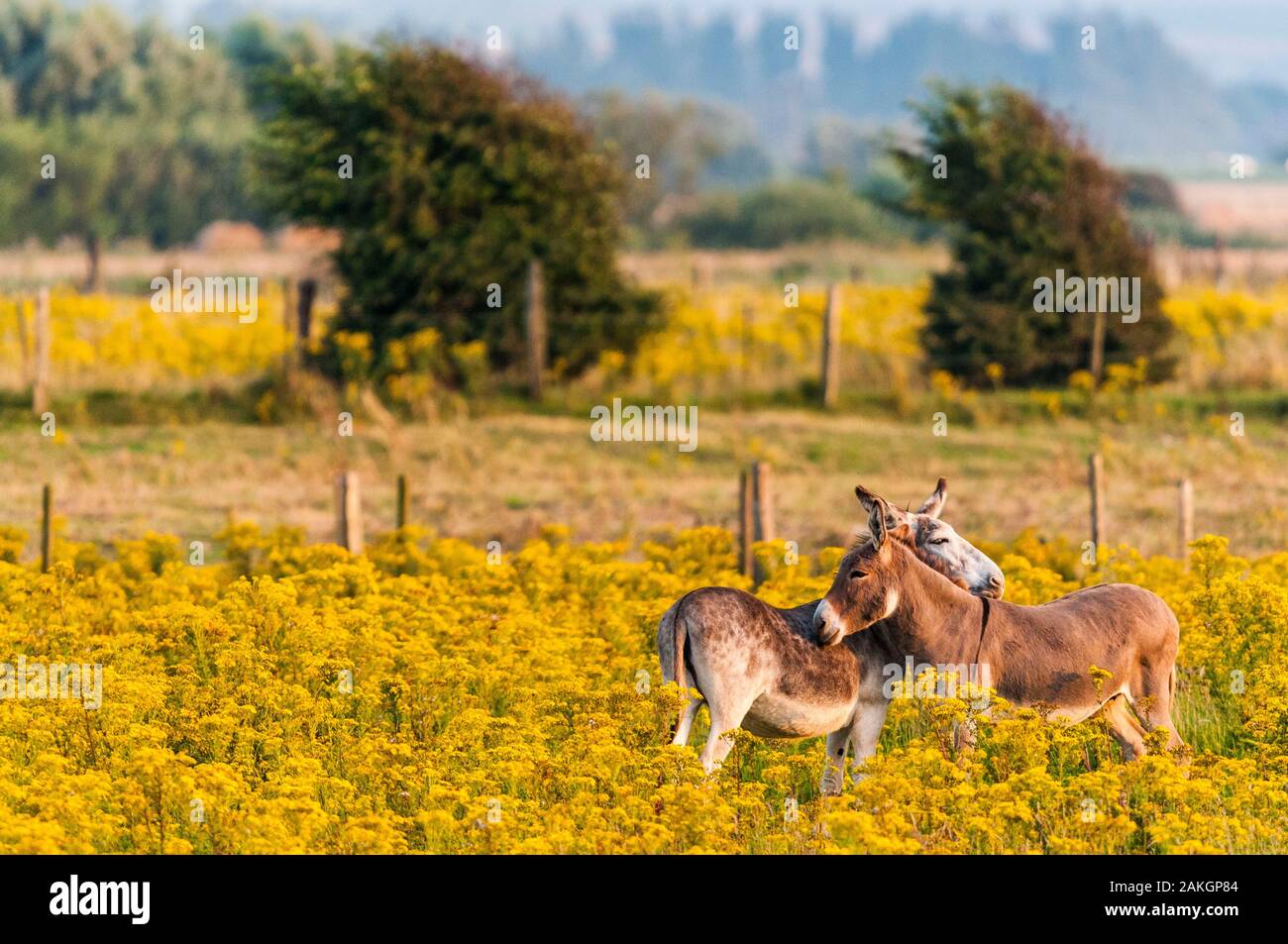 France, Somme, Brighton, donkeys grazing in a meadow covered with Jacob's groundsel, poisonous