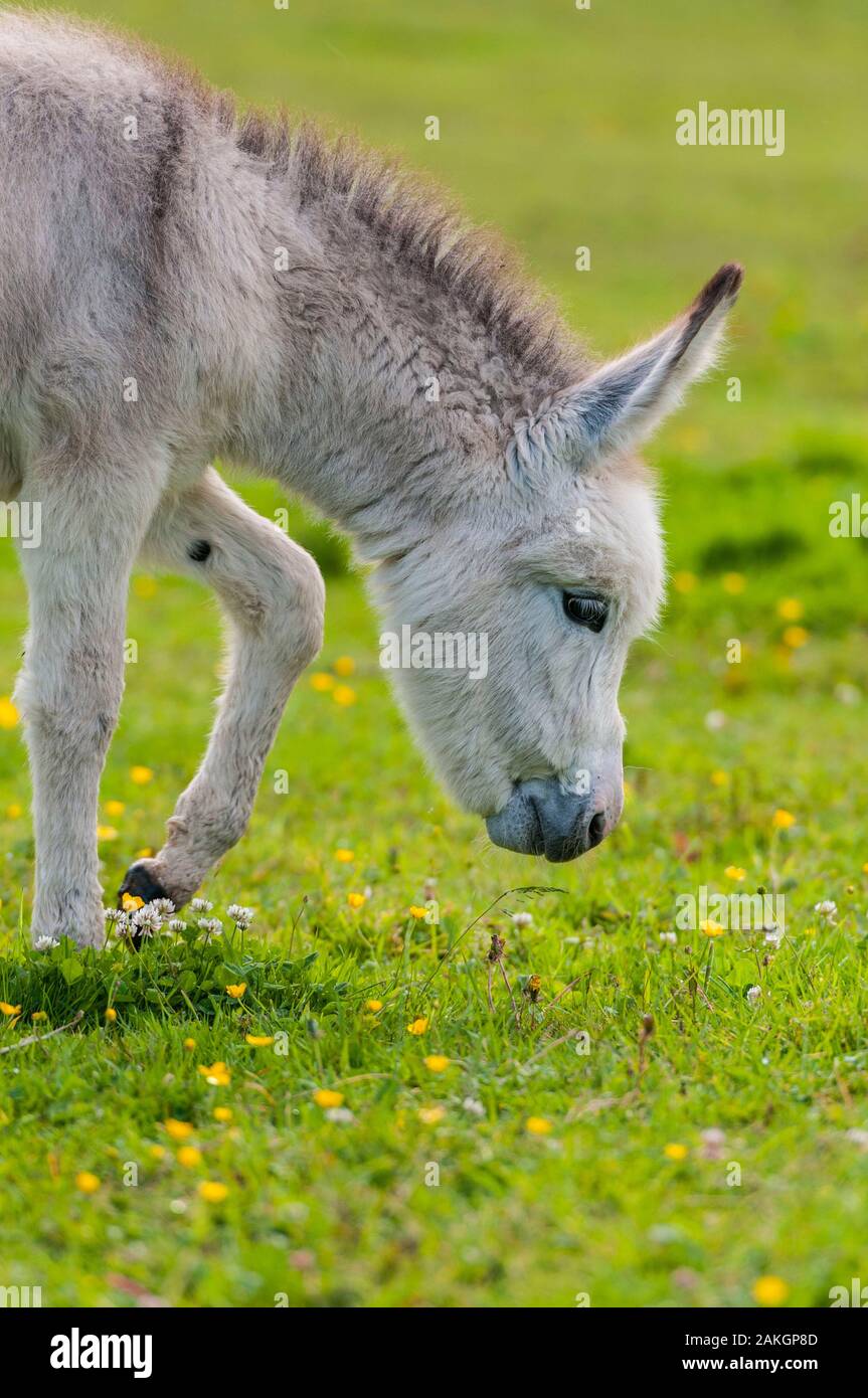 France, Somme, Crécy-en-Ponthieu, a young donkey grazing Stock Photo