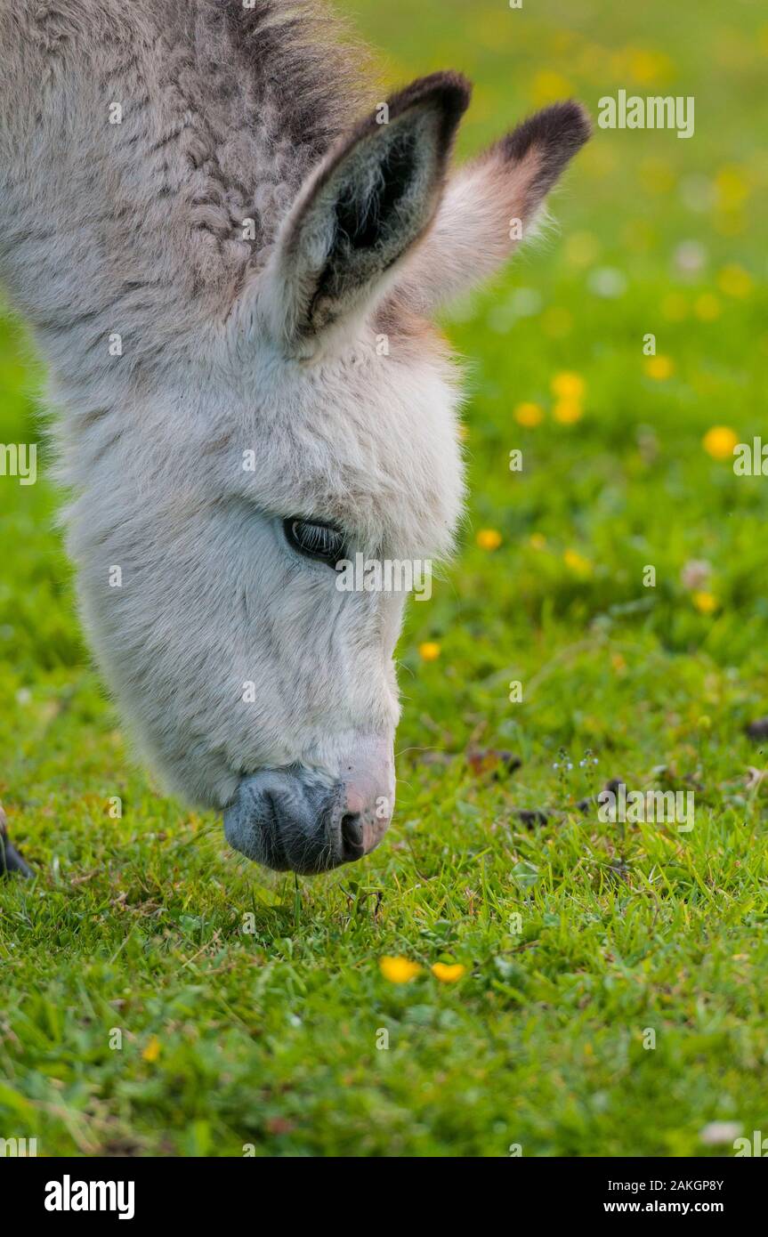 France, Somme, Crécy-en-Ponthieu, a young donkey grazing Stock Photo