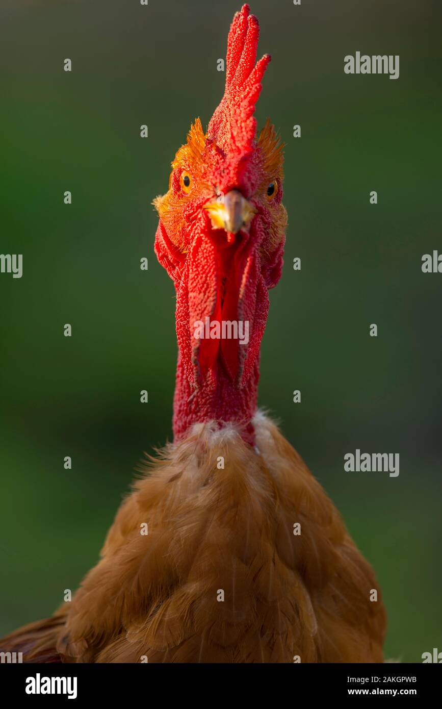 Ardennes chicken hi-res stock photography and images - Alamy