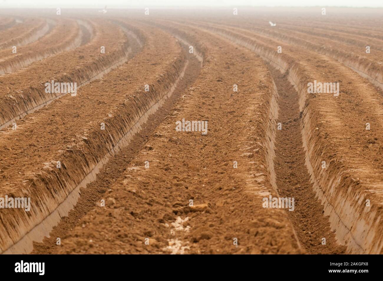 France, Somme, Vironchaux, Work the land before planting potatoes, the land is first opened with a kind of plow that traces the furrows and forms the mounds, the hopper is then used to sift the soil and reject the pebbles in the hollow of the furrows Stock Photo