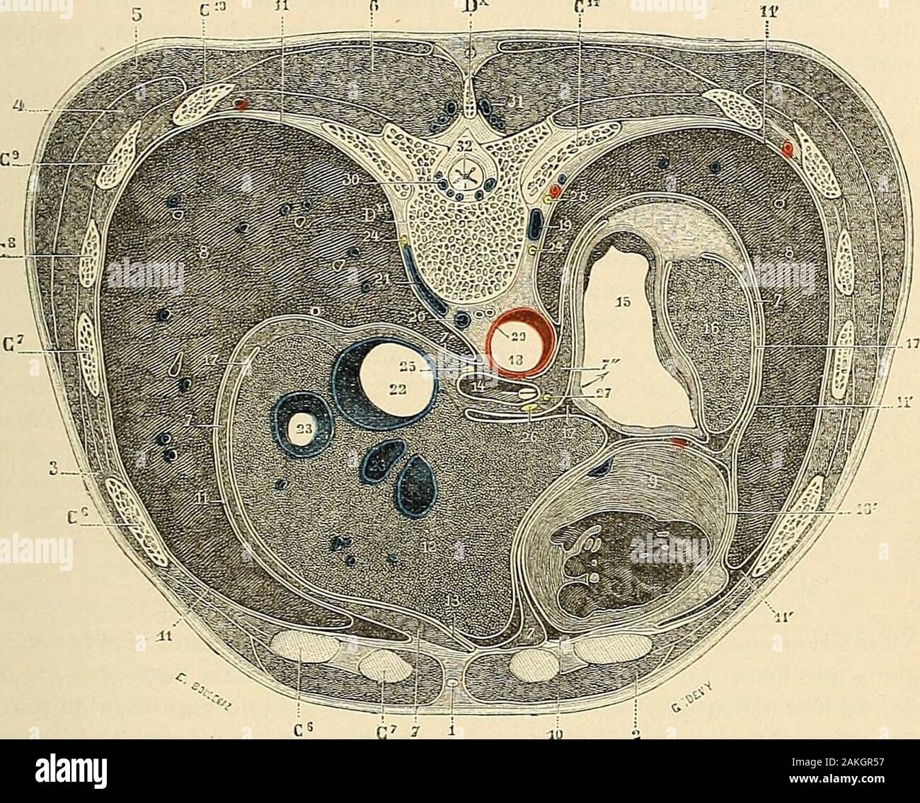 Anatomie de la tête humaine hi-res stock photography and images - Alamy