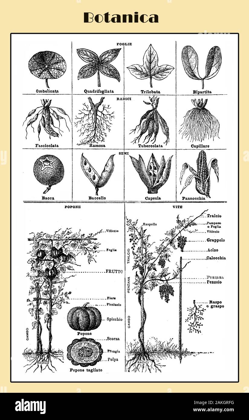 Botany, illustrated  Italian lexicon table with plant morphology, structure and root system Stock Photo