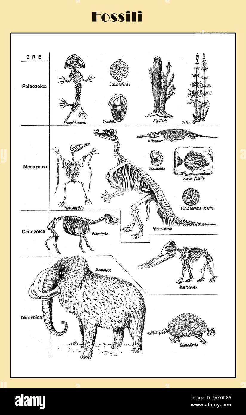 Fossils of prehistoric animals from Paleozoic, Mesozoic, Cenozoic and Novozoic eras, illustrated  Italian lexicon table with skeletons and Mammoth recontruction Stock Photo
