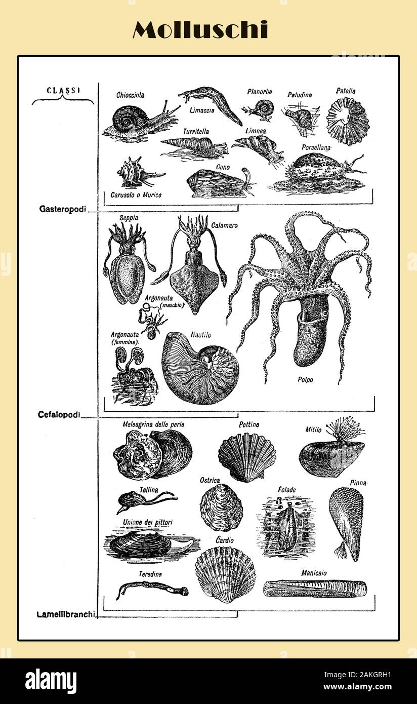 Illustrated  Italian lexicon table about mollusks and shellfishes invertebrate animals  marine and terrestrial like squids, octopuses, oysters, mussels, conches and snails Stock Photo