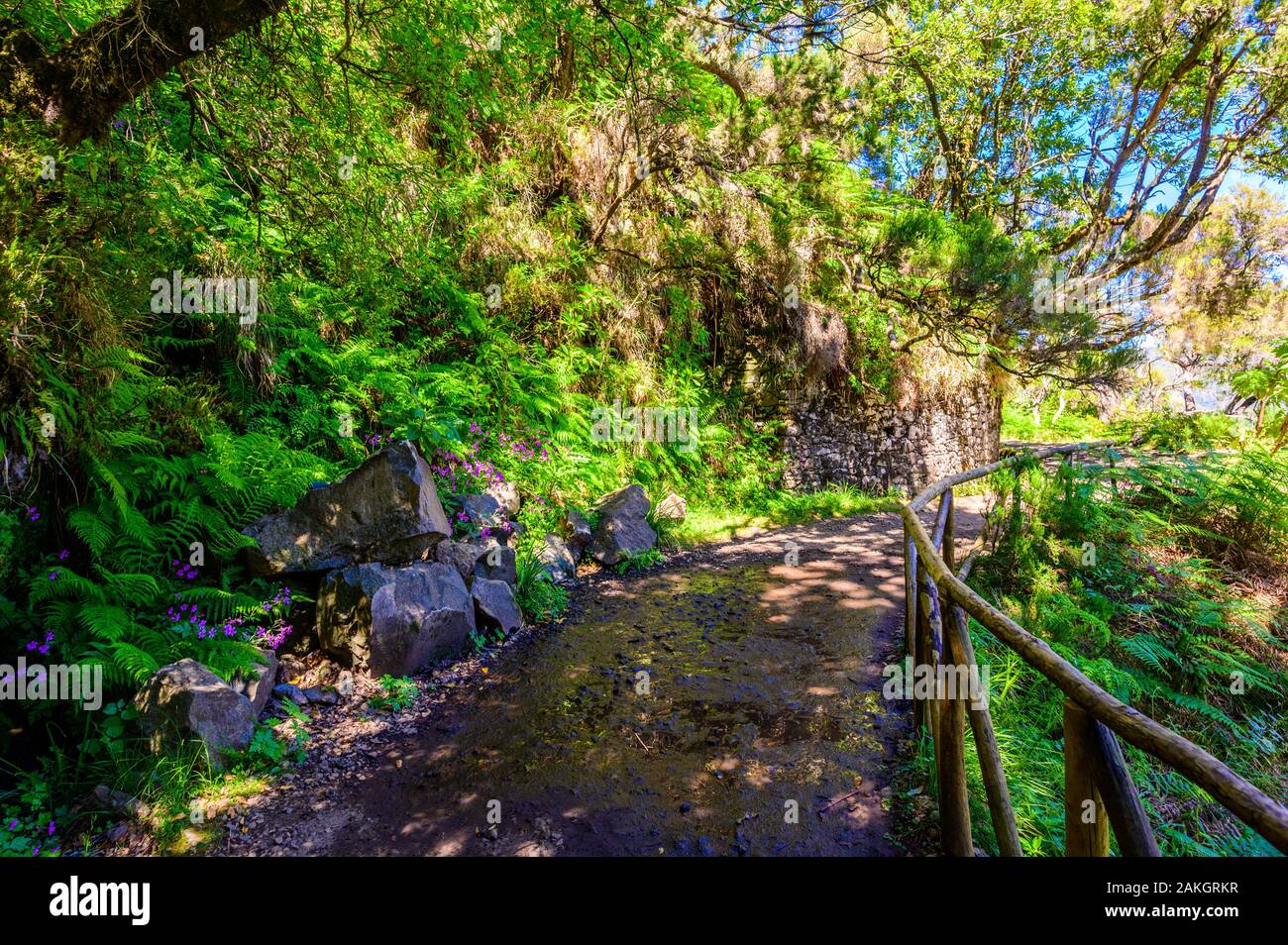 Hiking Levada trail 25 Fontes in Laurel forest - Path to the famous Twenty-Five Fountains in beautiful landscape scenery -  Madeira Island, Portugal Stock Photo