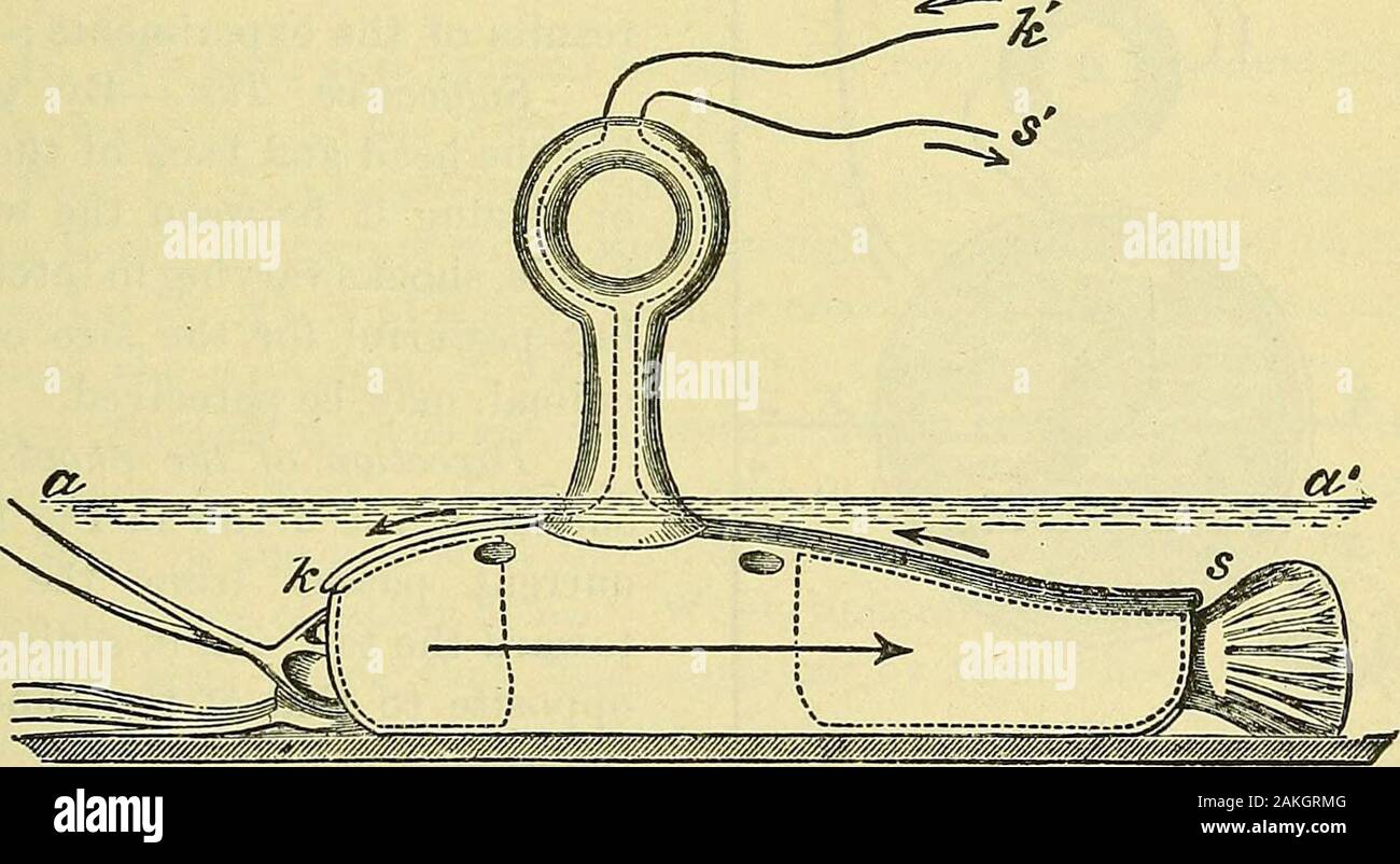 An International System Of Electro Therapeutics For Students General Practitioners And Specialists Beneath Aponeurotic Membranes Underthe Skin The Cells Making Up The Organ Are Rhomboidal And Filled Witha Somewhat Firm Jelly