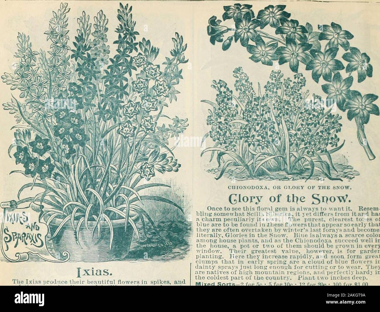 Childs' fall catalogue of bulbs and plants that bloom . wo inchesdeep, with the claws downward. They bear the most lovelyflowers imaginable —pink, white, black, yellow, red, blushand variegated, each about two inches in diameter, and asdouble and as perfectly imbricated as a Dahlia or Rose.After the foliage turns yellow the bulbs should be lifted andnot replaced until late in the fall, or they will spring up be-fore winter. Always choose, a sheltered location. For houseculture plant five or six bulbs in a 5-incb pot, and treat asHyacinths. They are charming winter-bloomers.Mont Blanc—Large and Stock Photo
