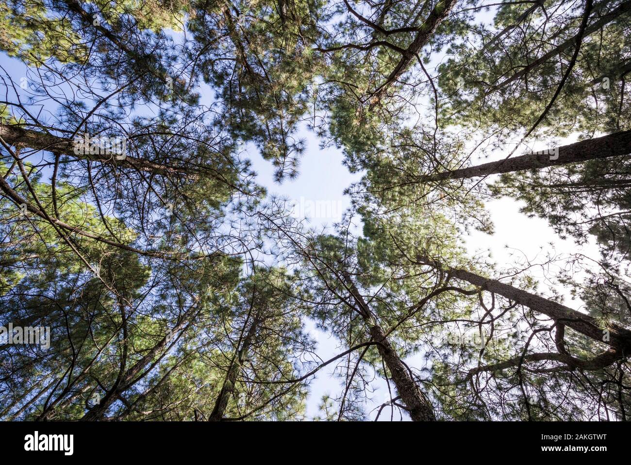 Spain, Canary Islands, La Palma Island, Parque Nacional Caldera de Taburiente national park, forest growing in old lava field Stock Photo