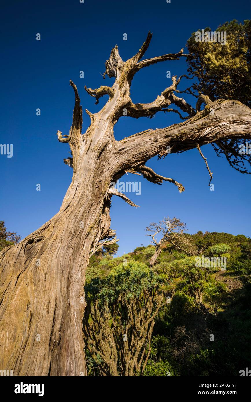 Spain, Canary Islands, El Hierro Island, west coast, La Dehesa area, El Sabinar, ancient juniper tree Stock Photo