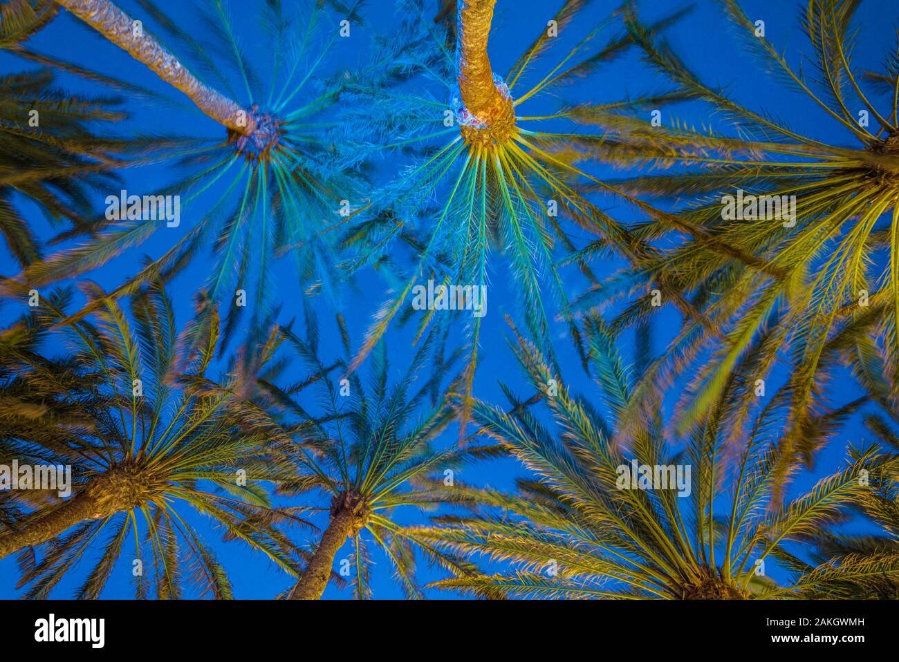 Spain, Canary Islands, Gran Canaria Island, Maspalomas, palm tree canopy Stock Photo