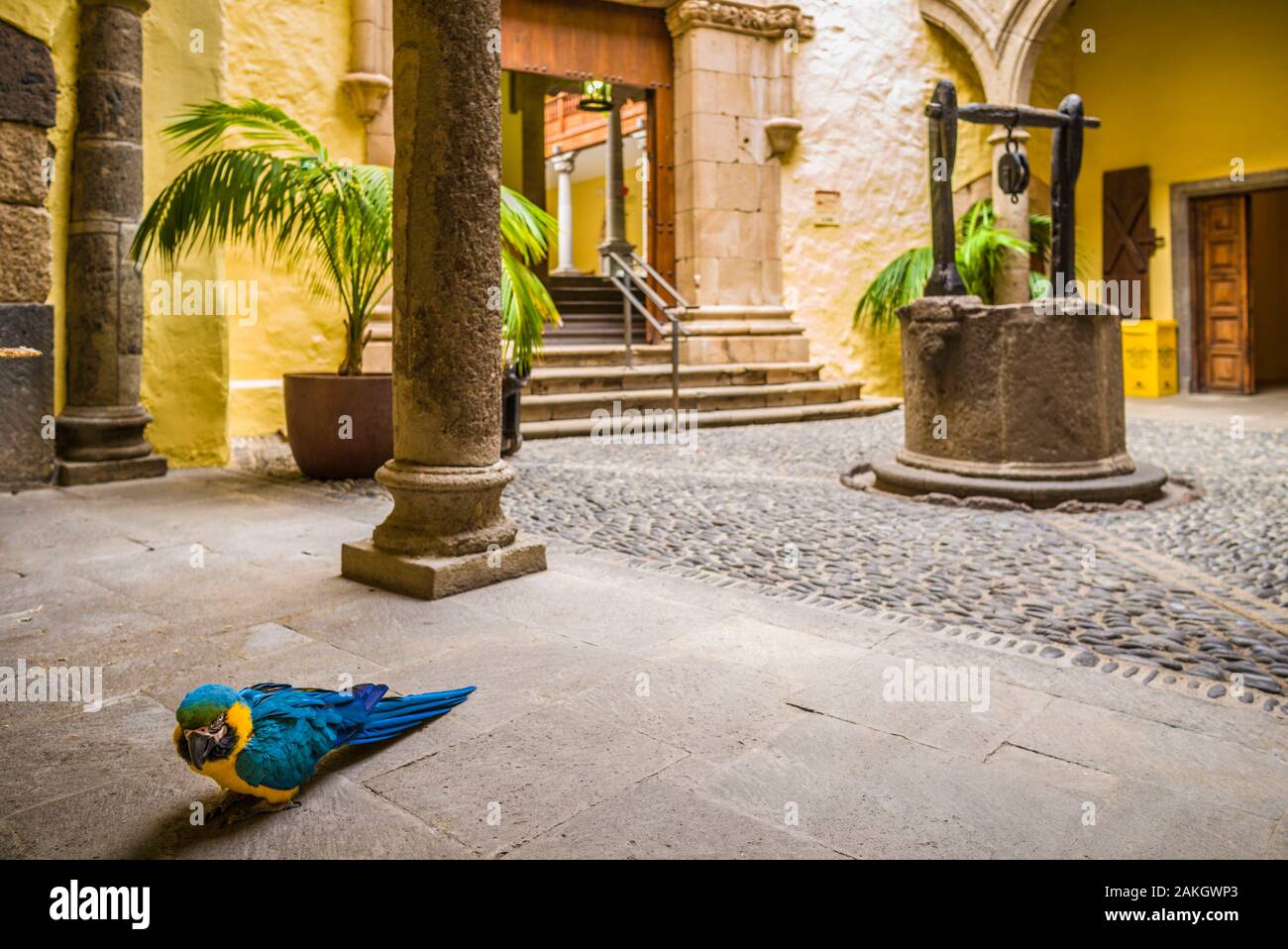 Spain, Canary Islands, Gran Canaria Island, Las Palmas de Gran Canaria, Casa Museo de Colon, courtyard with parrot Stock Photo