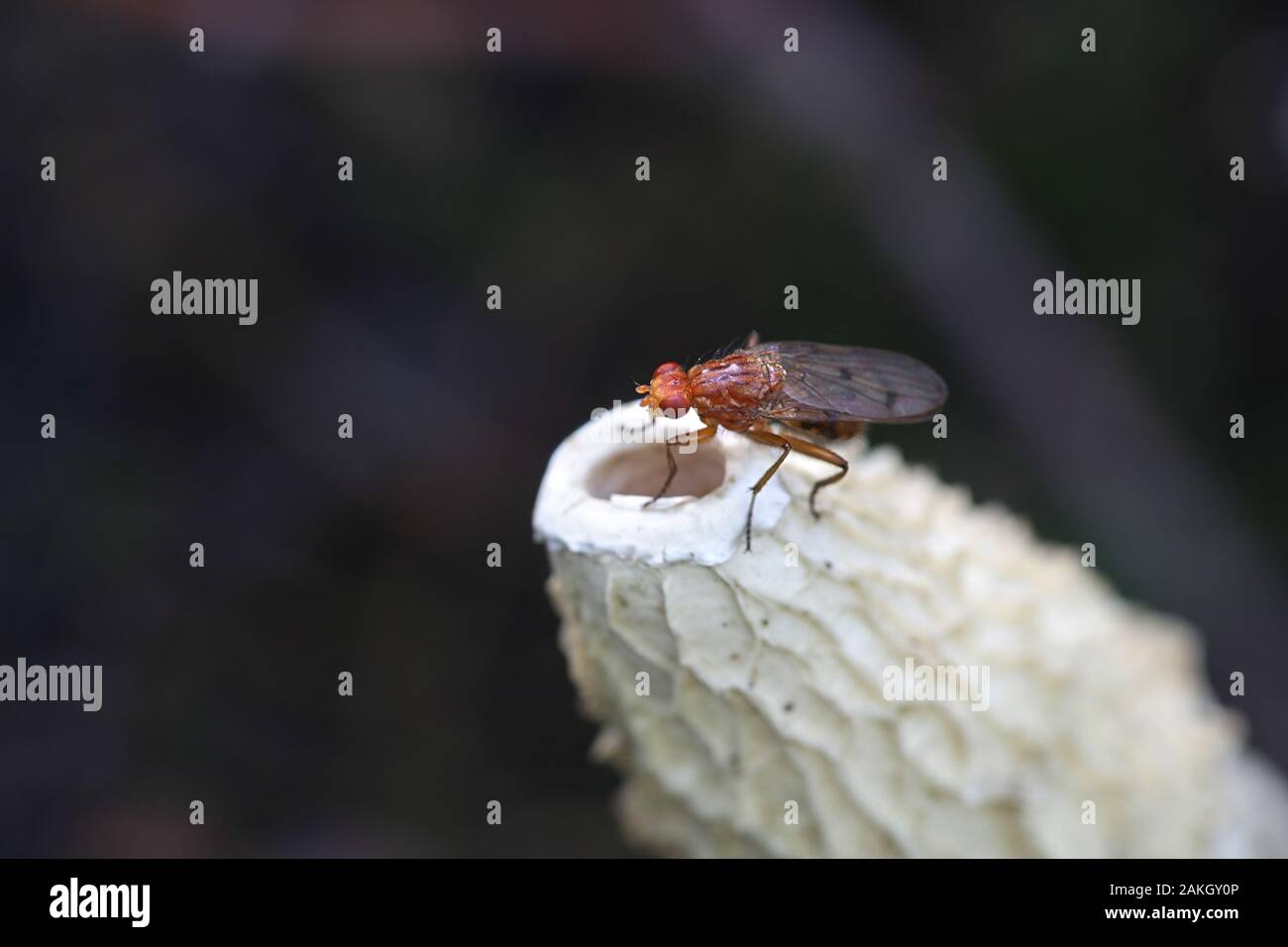 Forest buff snailkiller fly, Tetanocera phyllophora, feeding on common stinkhorn fungus, Phallus impudicus Stock Photo