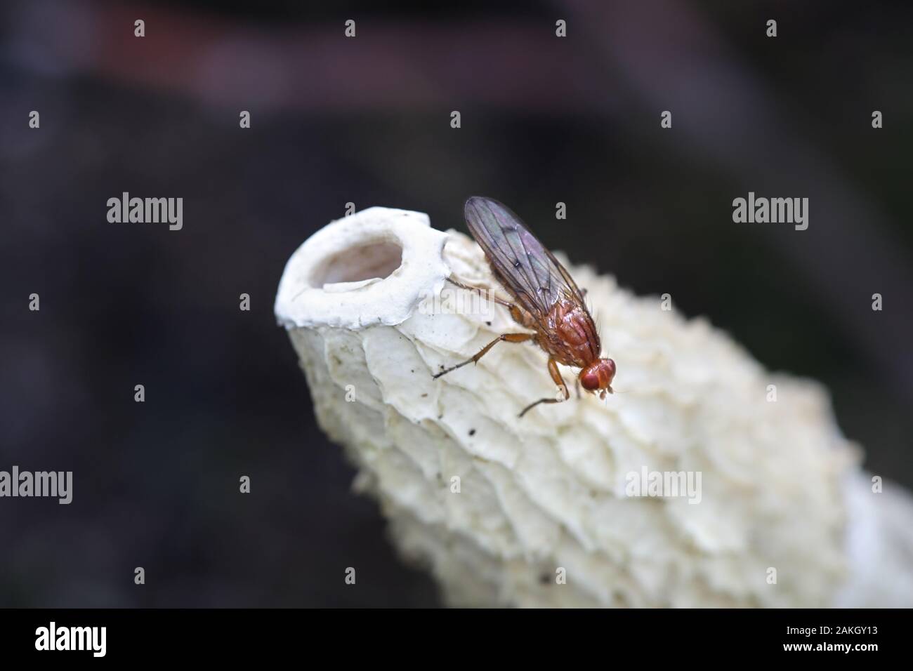 Snailkiller fly, Tetanocera phyllophora, feeding on common stinkhorn fungus, Phallus impudicus Stock Photo