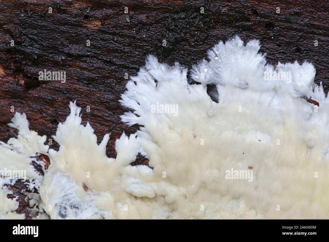 Phlebia centrifuga, a crust fungus in the family Meruliaceae, growing on spruce log in Finland Stock Photo