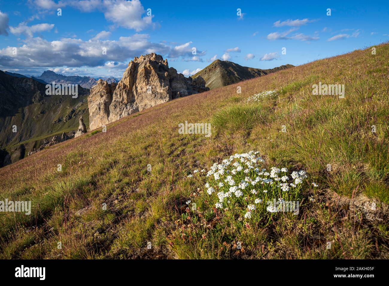 France, Alpes-Maritimes, Mercantour National Park, Aiguilles de Tortisse (2672m), simple leaved milfoil flowers (Achillea erba-rotta) Stock Photo