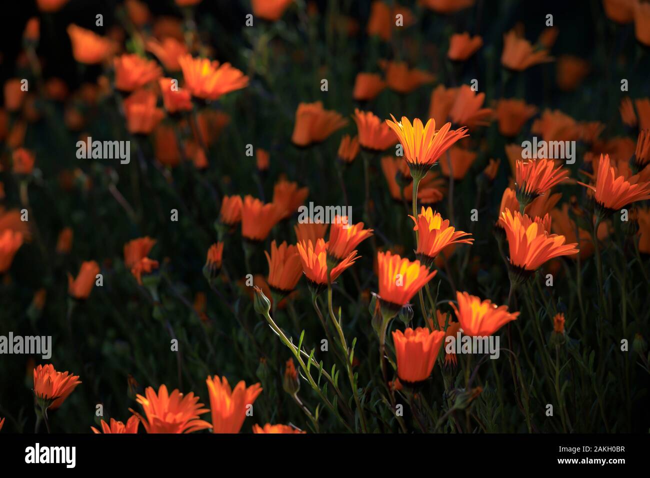 South africa spring flowers hires stock photography and images Alamy