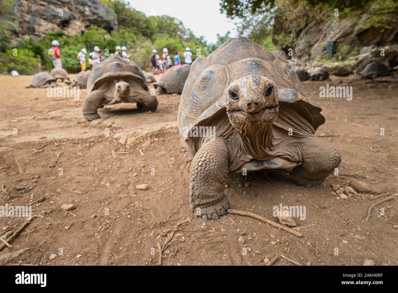 mauritius-rodrigues-island-fran-ois-leguat-reserve-giant-tortoises
