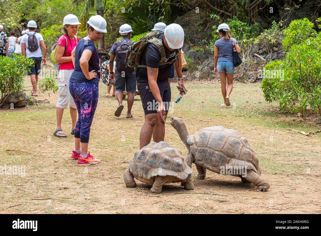 mauritius-rodrigues-island-fran-ois-leguat-reserve-giant-tortoises